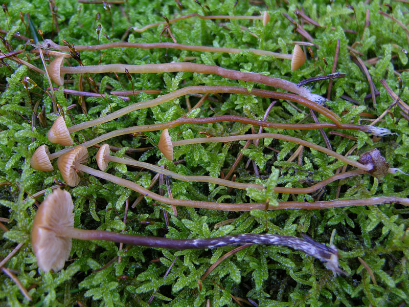 Galerina da determinare n0044(2007).